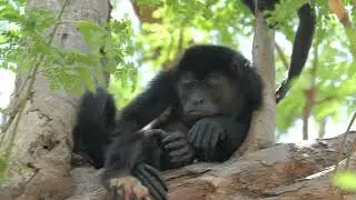 USW Researcher Builds Bridge of Hope for Vulnerable Mantled Howler Monkey