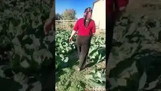 frikik 53