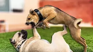 Stop My Dogs From Fighting!!! (The full breakdown)