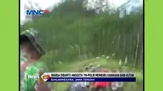 BERBURU BABAI HUTAN pandanarum Jawa Tengah