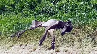 The dying dog lay in front of hundreds of people, none of them helped!