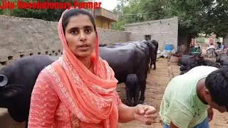 FOR SALE- Murrah Buffaloes. PRICE 80,000-1.5 Lakh. बहन-भाई ने मेहन से खड़ी की Dairy @Mandi Adampur👍.