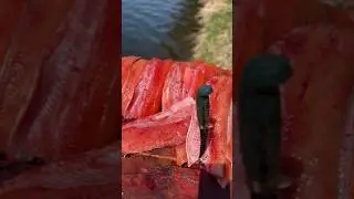 Не много наловил #fishing #рыбалка #голец #кижуч #salmon #кунджа #горбуша #сима