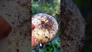 первый гриб