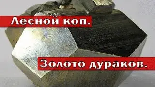 Лесной коп. Золото дураков.