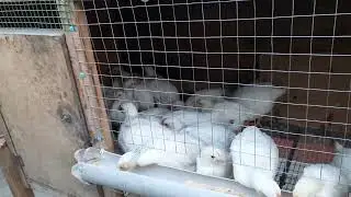 жужа цыплята