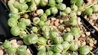 How to Propagate Senecio Rowleyanus Jacobs with a 100% Success Rate