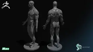 Male Anatomy Figure  Proportions 1 (ZBrush Core)