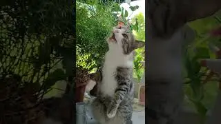 Сэм Саруэль! #cat #котик #котик