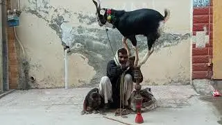 goat and monkey dance 2019