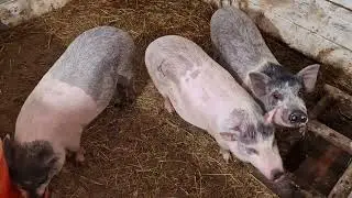 никто никого не задавит!