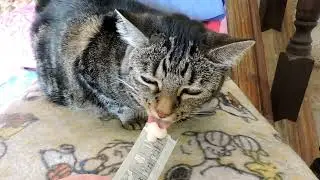 Giving my cat a gourmet chicken puree treat (oddly satisfying)