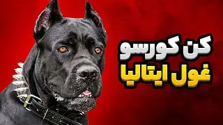 معرفی کن کورسو 🔥 خشن ترین سگ نگهبان جهان
