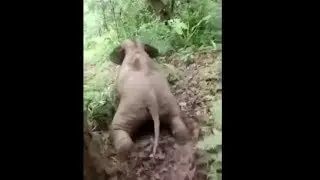 Baby Elephant slides down a whole mountain!