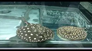 забираю скатов леопольди