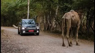 Kia Carens meets Camel 🐪
