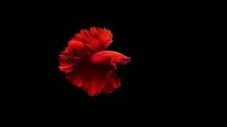 Serene Waters: A Relaxing Fish for Home Tranquility