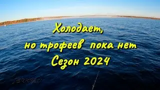 Холодает, но ТРОФЕЕВ пока нет/сезон 2024