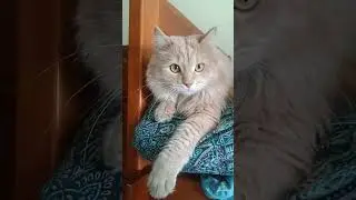 Злодей кот