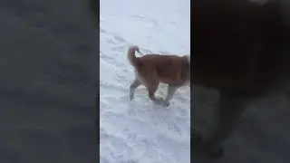 Как клёво жить или гуляем с лайками