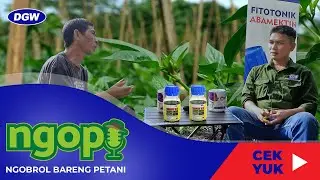 CARA AGAR CABAI DAUNNYA SELALU HIJAU DAN TERBEBAS DARI THIRPS - NGOPI #6