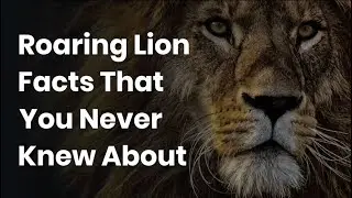 Interesting Facts about Lion