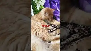 Брысь я лягу .😱
