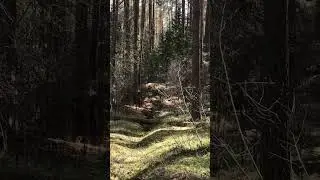 Лесок проснулся