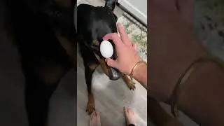 Eggcellet job #puppy #shorts