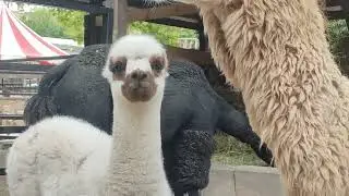 Бахчисарайский зоопарк 🌲 милые альпаки