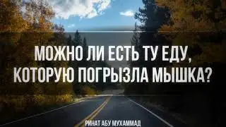 592. Можно ли есть ту пищу, которая погрызла мышка?