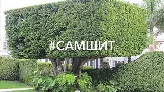 #самшит