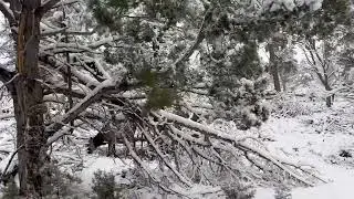 Grand Canyon National Park, Snowing 🌨️❤️