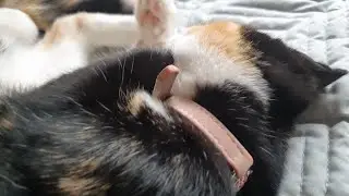 Calico kitten activation sound