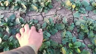 Озимая горчица