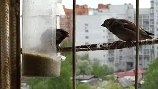 Голодные игры. Воробьёво мочилово.