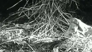 The Hare and the Tortoise (1947)
