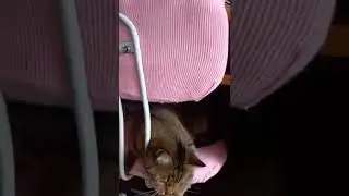 Мы злые, как шершни 😂 