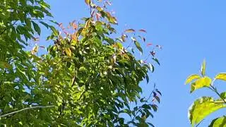 Голуби И. Т. Бабочки.
