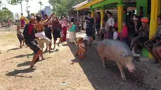 Pesta Adat Loli ( kampung wanomutu )