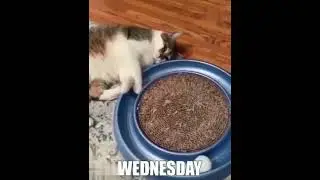 Трудная неделя