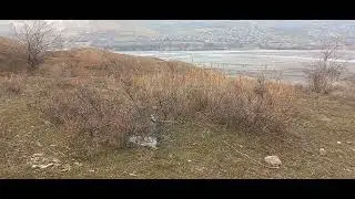 шикори кабк Kekliik да Гарм 10.01.2024 