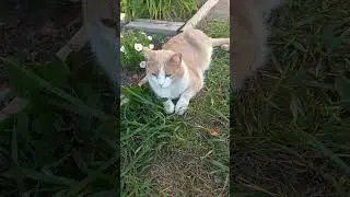 персик отдыхает