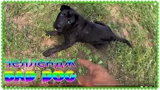 Челлендж BAD DOG Плохая собака Плохой Пёс Челленджи + ВЛОГ ШАРПЕЙ Crazy Challenge BAD DOG