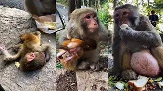 PITY NEW BABY MONKEY GT WEANING MILK | POOR BABY HURT TO DIE | MONKEY TECHNIQUE