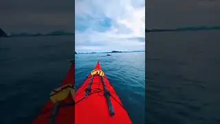 касатки