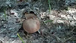Урожай