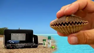 Florida's BEST KEPT SECRET! Scallop Catch, Clean & Cook!
