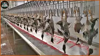 How Farmers Raise Millions Of Geese - Produce Goose Meat And Eggs | Farming Documentary