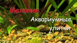 Песчаная улитка Мелания(Melanoides tuberculata)